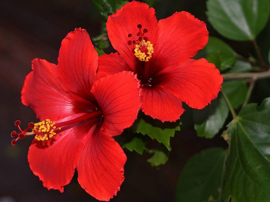 Hibiscus Rosa sinensis