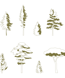 Pine tree _free pack)